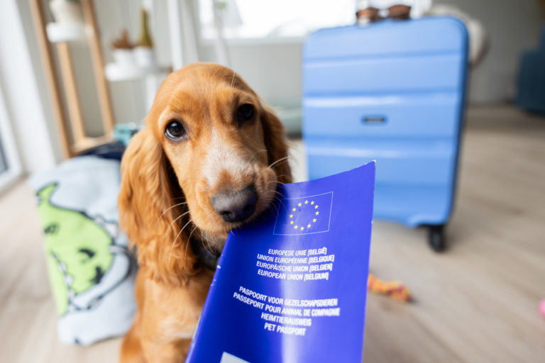 Bien-être animal : la Commission salue l’accord sur de nouvelles règles pour améliorer le bien-être des chiens et des chats